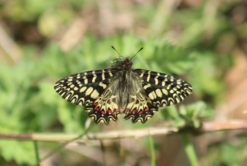 Réf. 339 665 : Zerynthia polyxena